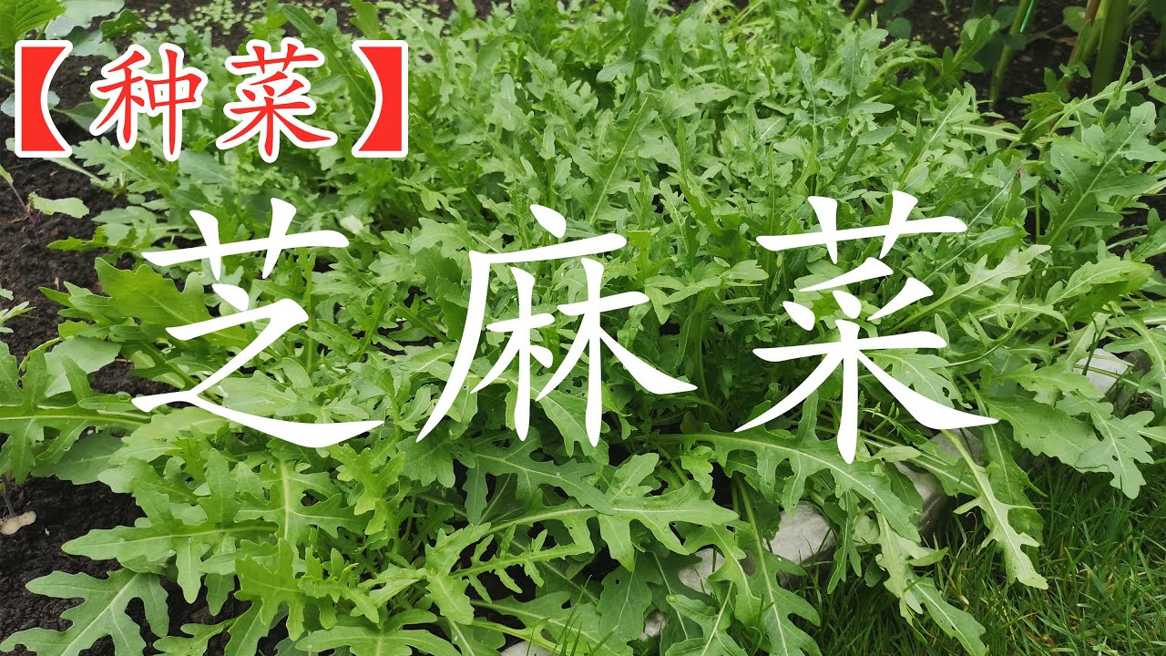 【种菜】芝麻菜/火箭菜, 40天懒人速成菜, 喜欢它的味道吗？