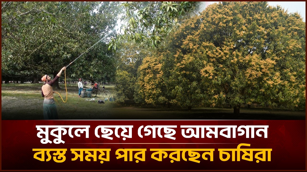 মুকুলে ছেয়ে গেছে আমবাগান, ব্যস্ত সময় পার করছেন চাষিরা | Face The People