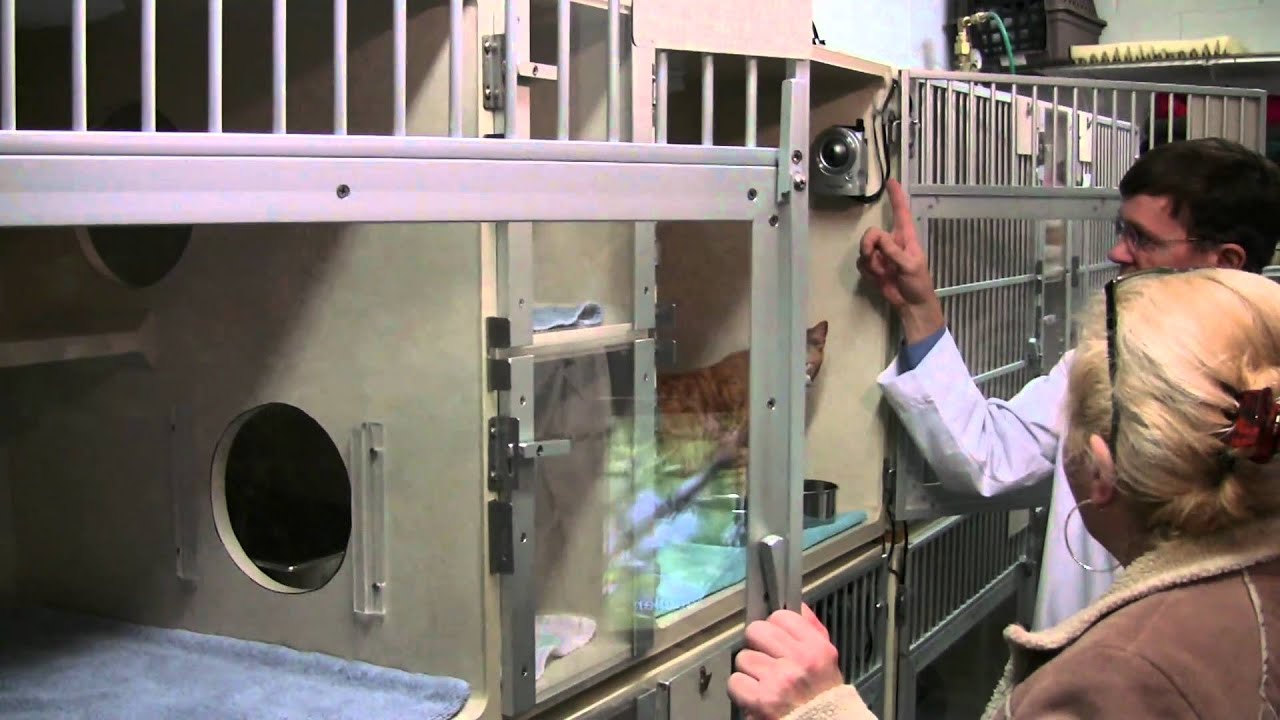 Tour of the Luxury Boarding Facilities at the Hypurrcat Spa