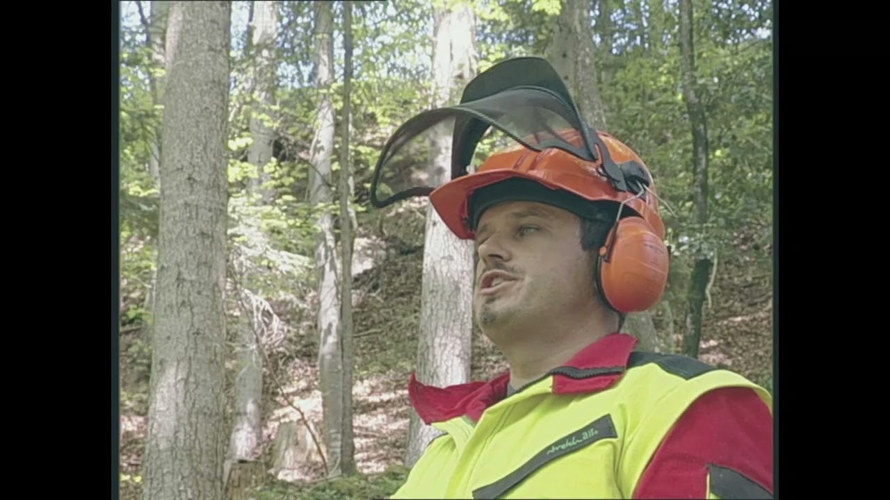 Abattage d'arbres : le savoir-faire – mortaise feuillus