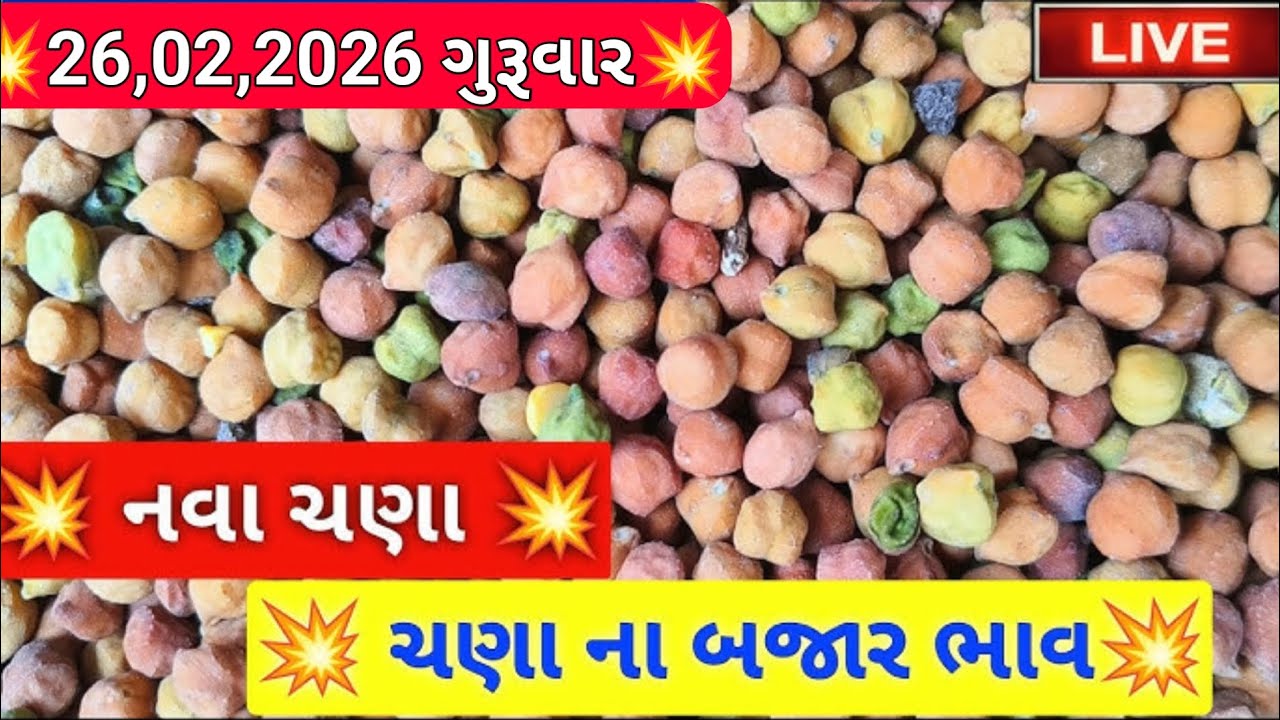 ચણાના તાજા બજાર ભાવ / ગોંડલ નવા ચણા ના બજાર ભાવ / ચણાની લાઈવ હરાજી / 26,02,2026