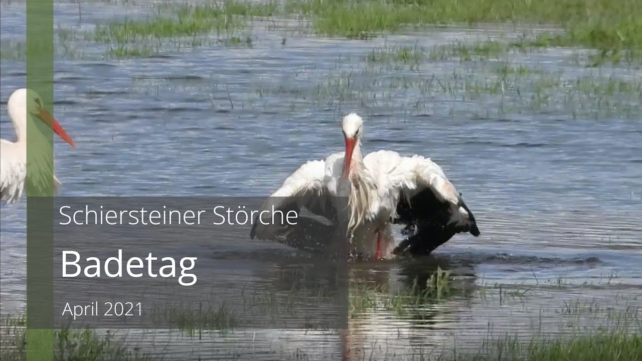 Badetag bei Familie Storch - absolut sehenswert