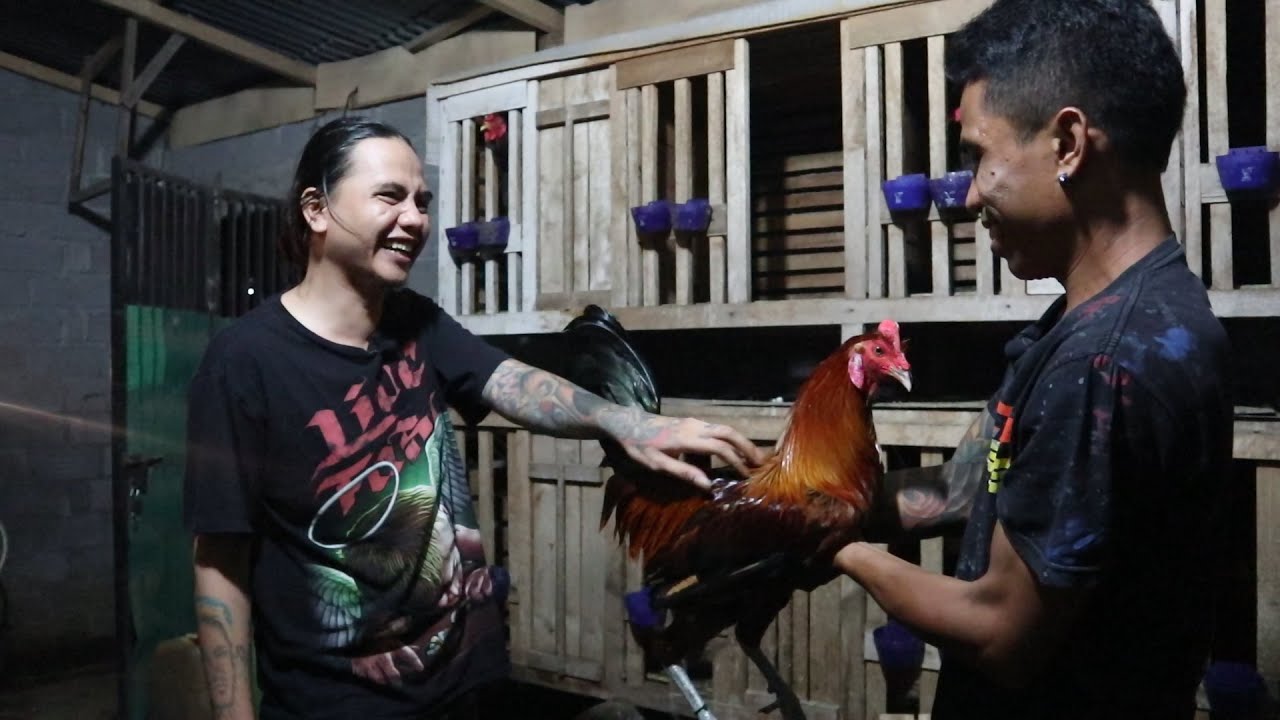 TATO AYAM SAMA PENGUSAHA AYAM... AYAM TUKAR TATTOO