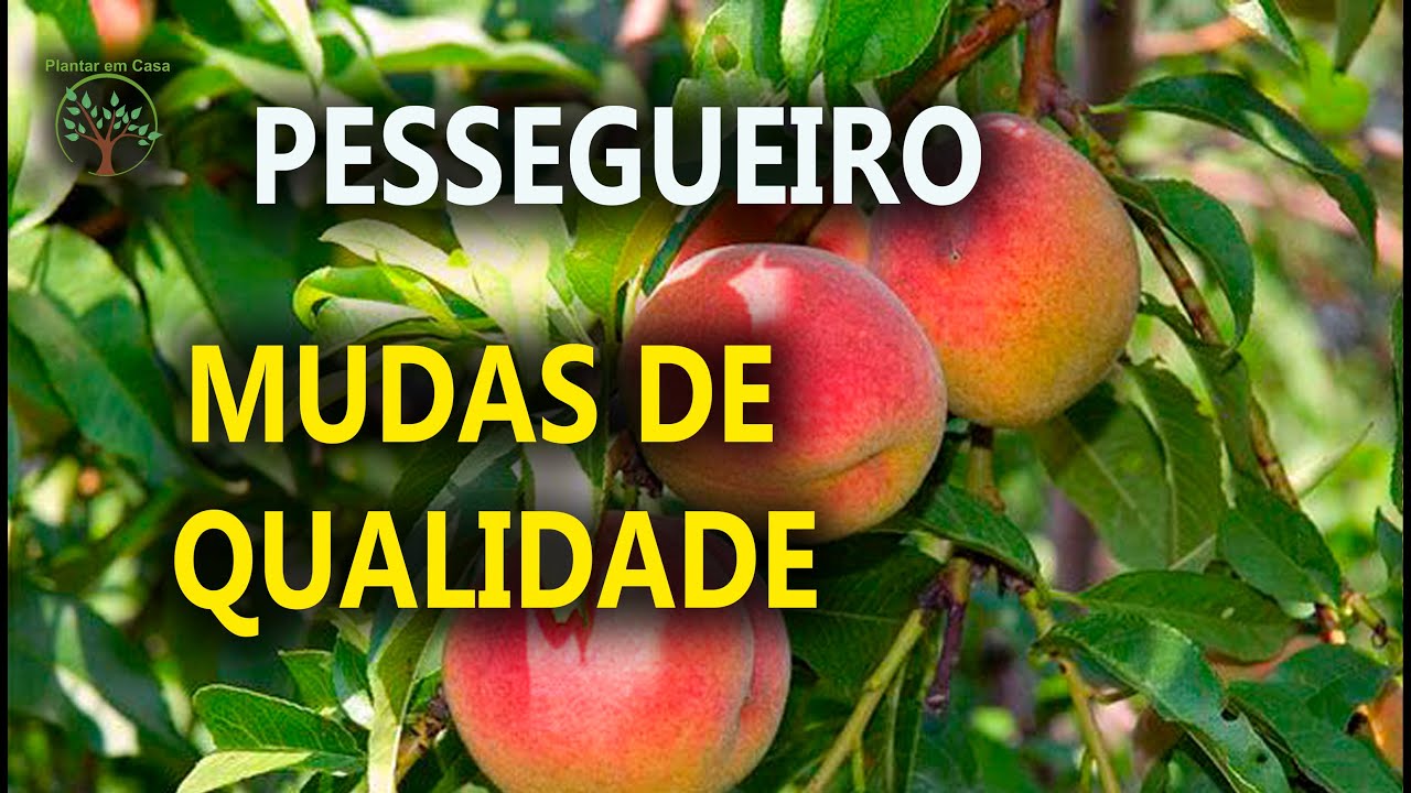 O Rei das Mudas de Pêssego, Ameixa e Nespera, aprenda