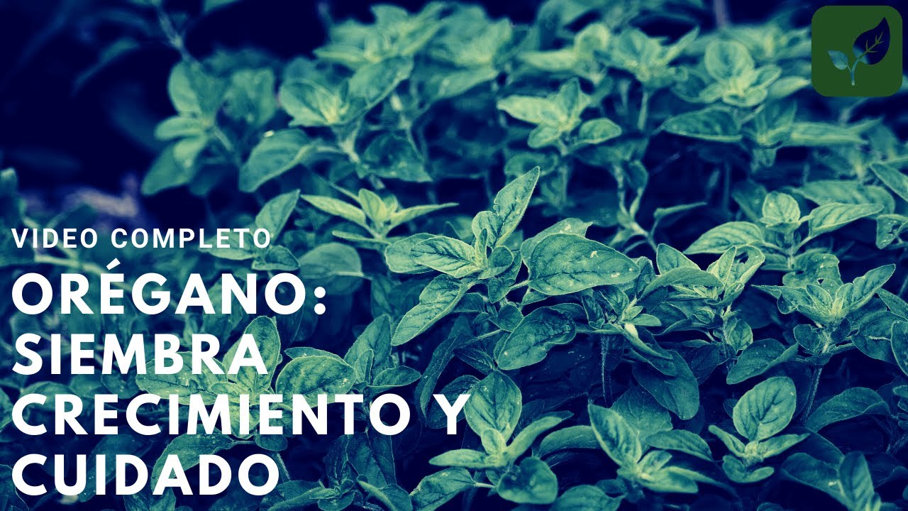 ORÉGANO SIEMBRA CRECIMIENTO Y CUIDADO COMPLETO