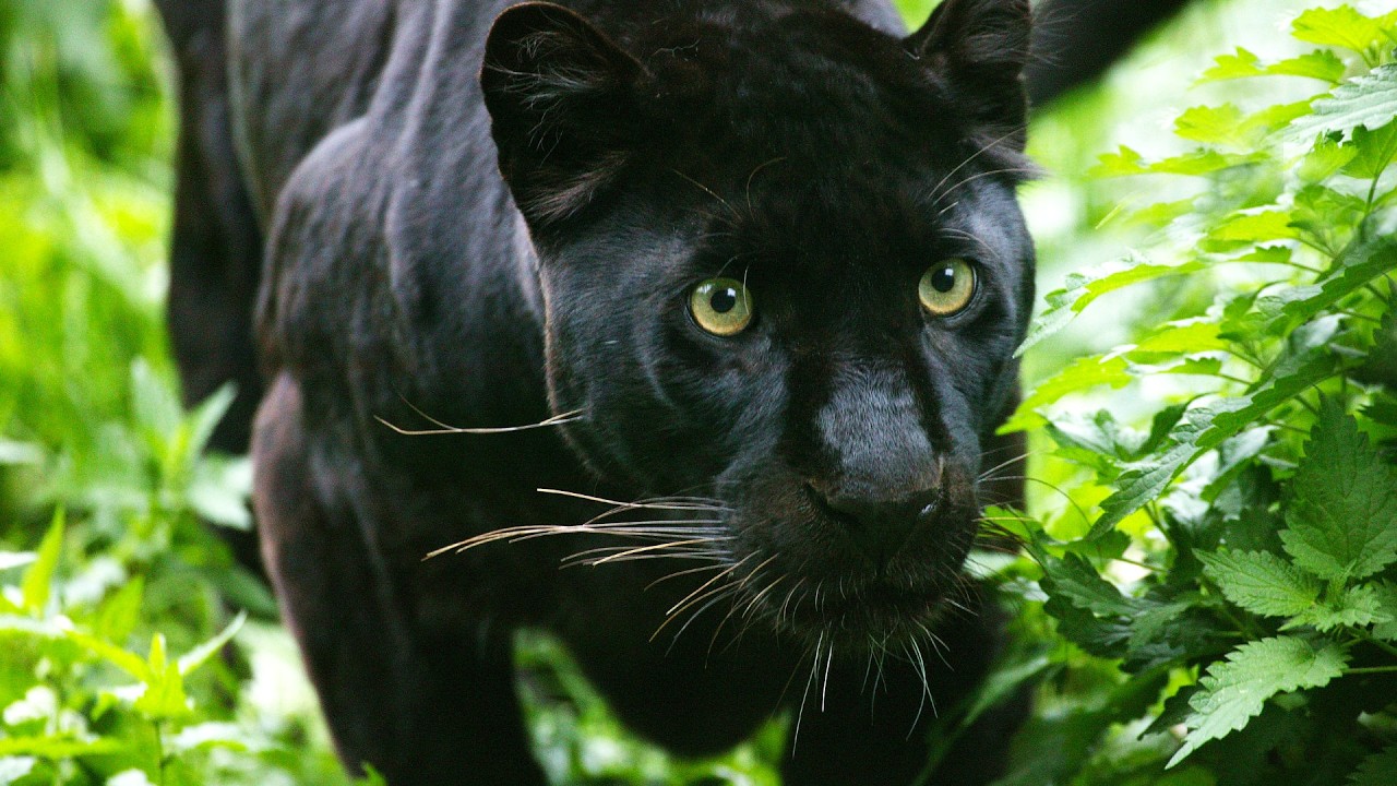 The Hidden Predator: Why You&rsquo;ll Never Hear a Leopard Coming