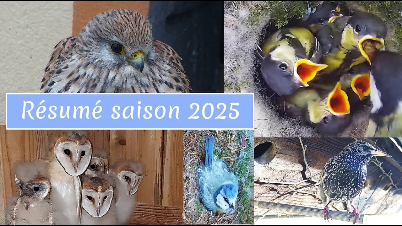 Résumé de l'année 2025 - Les oiseaux de Nidoscope
