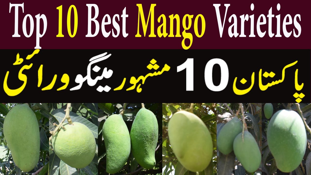 Top 10 Sweetest Mango Types In Pak | 10 Different Types of Mangoes In Pakistan | Pakistani Mango ||