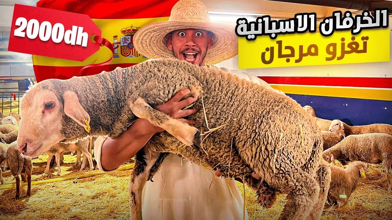 حصرياً من أسواق مرجان وزن الحولي الصردي والبركي ولإسباني بالكيلو بالبيضاء🇲🇦مع ثمن الخروف عيد الأضحى🐑