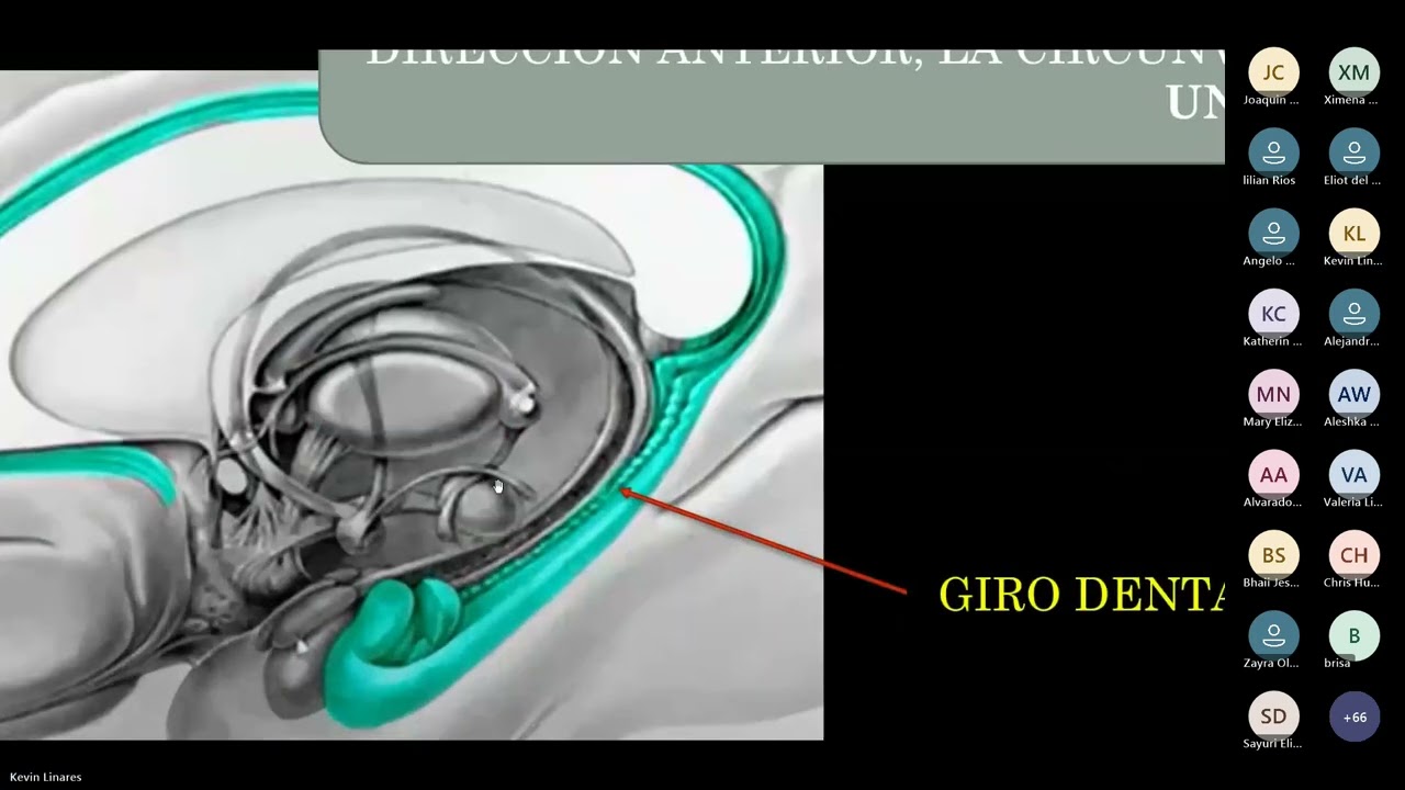 Neuroanatomía - Sistema límbico, Hipotalámo