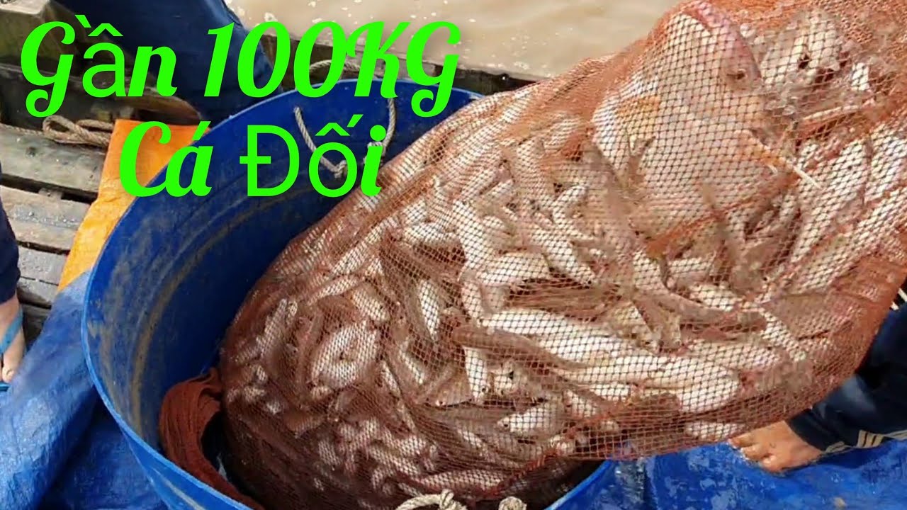 Tập 97| Hai Con Cá Bông Lau Ẩn Mình Trong Đục Cá Khủng|| TCNTV