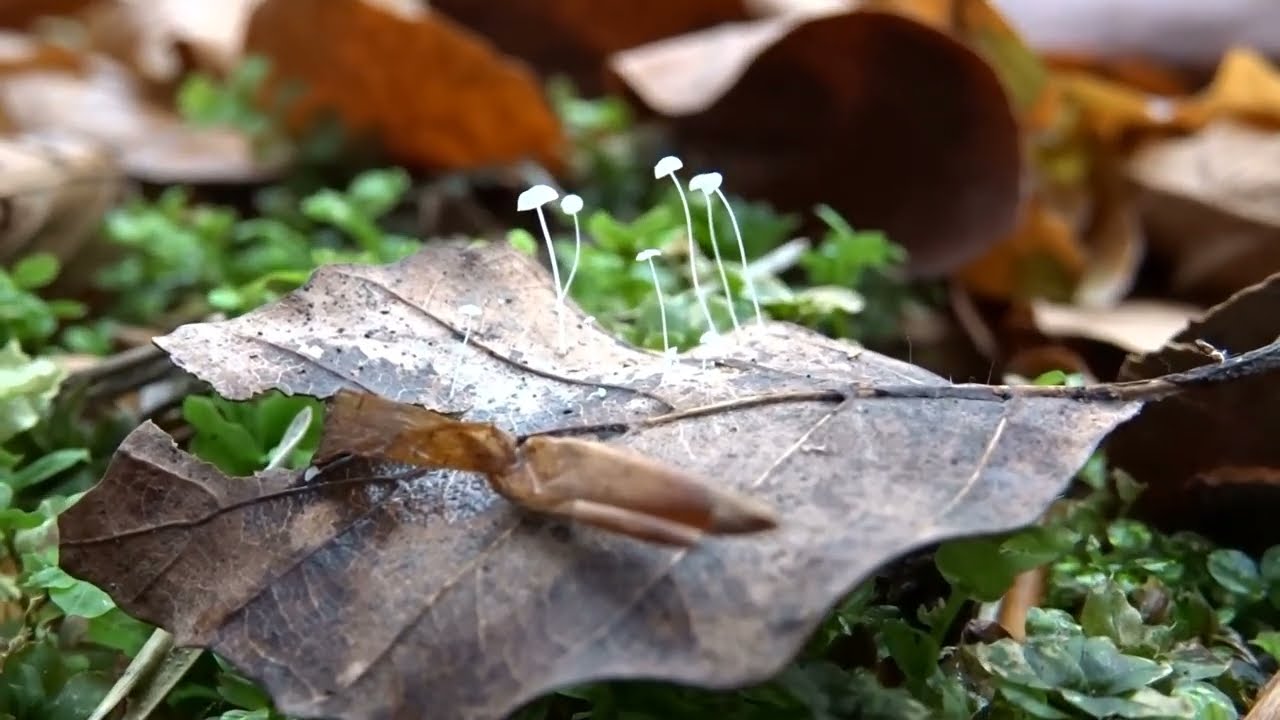 Grzyb&oacute;wka włoskowatotrzonowa (Mycena capillaris)