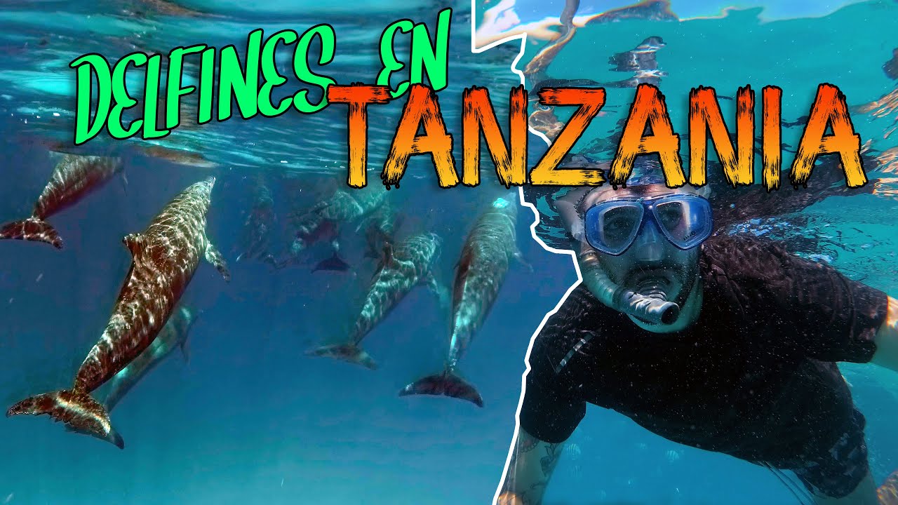 Zanzíbar en 5 días, ¿Qué hacer? 🏝️🐬 | 🇹🇿 Tanzania #5