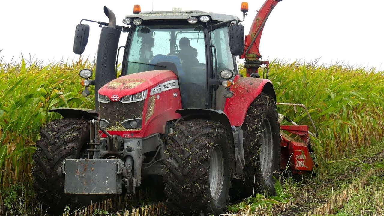 Mais oogst met MF.7715 S +4 rijer Champion 3000. Firma Offringa Schildwolde.
