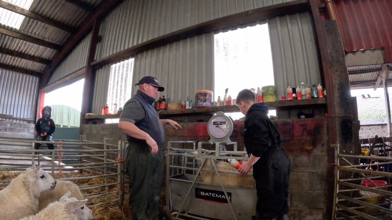 Weighting lambs!! Are they ready?? 👍