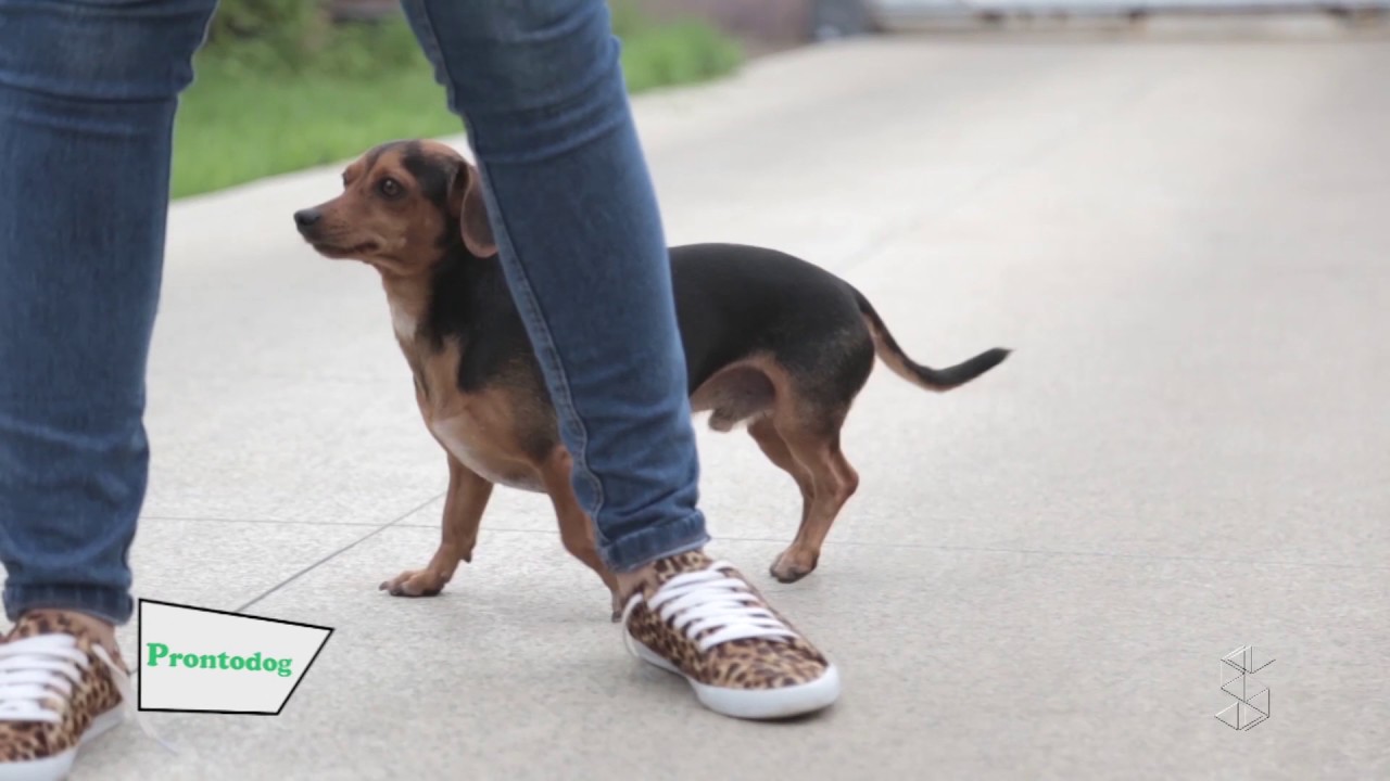 Pingo: veja dicas para acalmar um cachorro estressado
