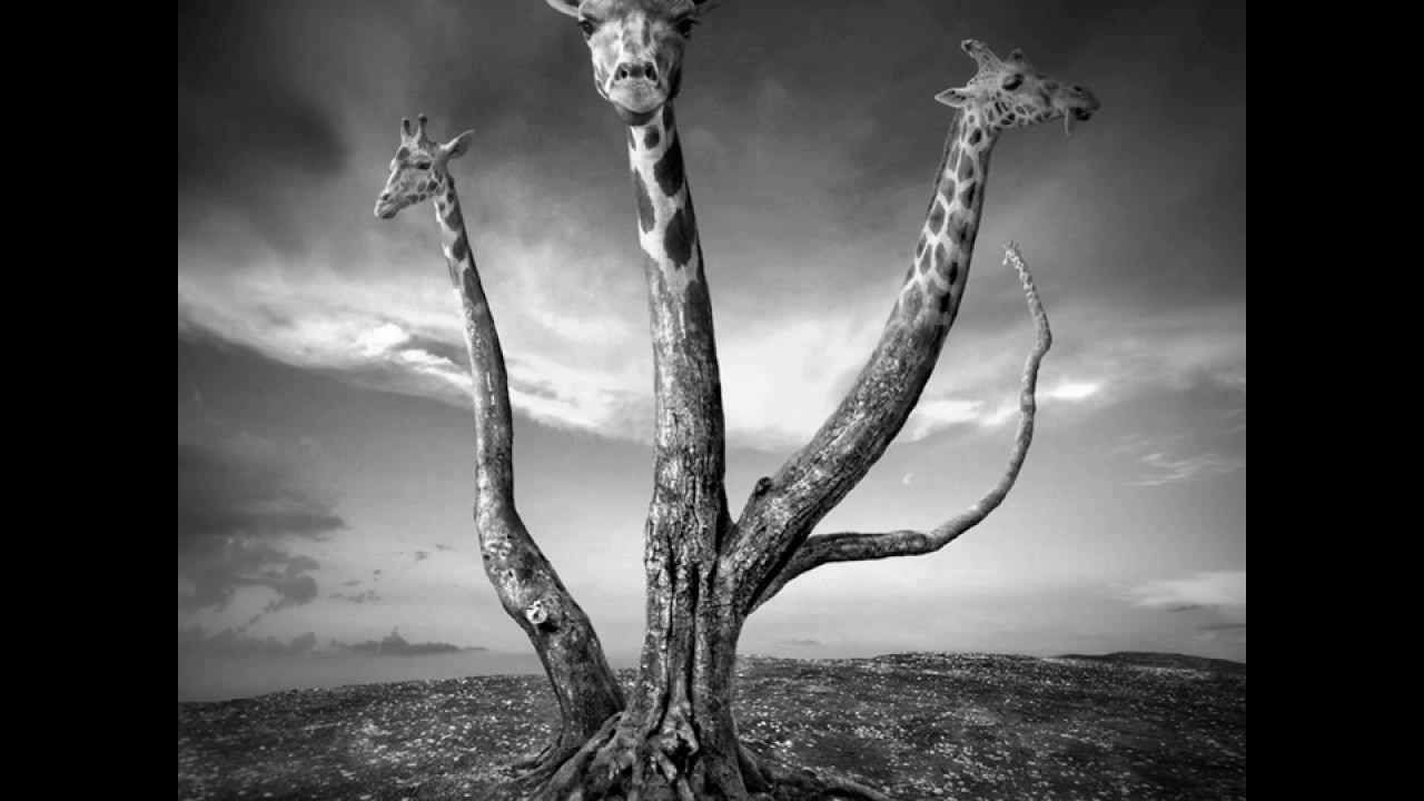 ADN - Strange Communication