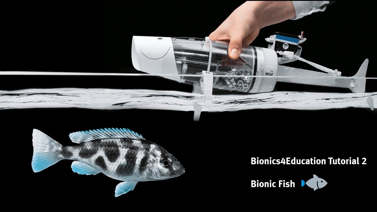 Tutorial 2 Bionics4Education – The Fin Ray Effect explained with the Bionic Fish