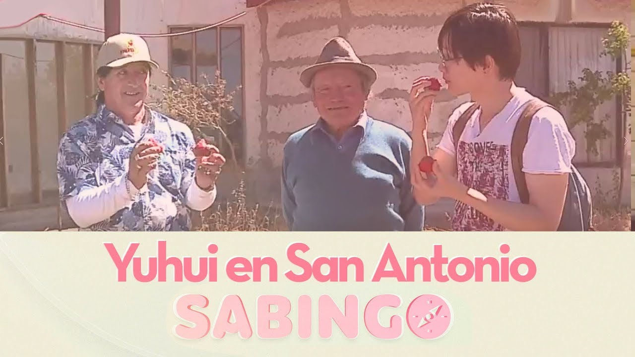 Yuhui viajó hasta San Antonio para cosechar frutillas - Sabingo