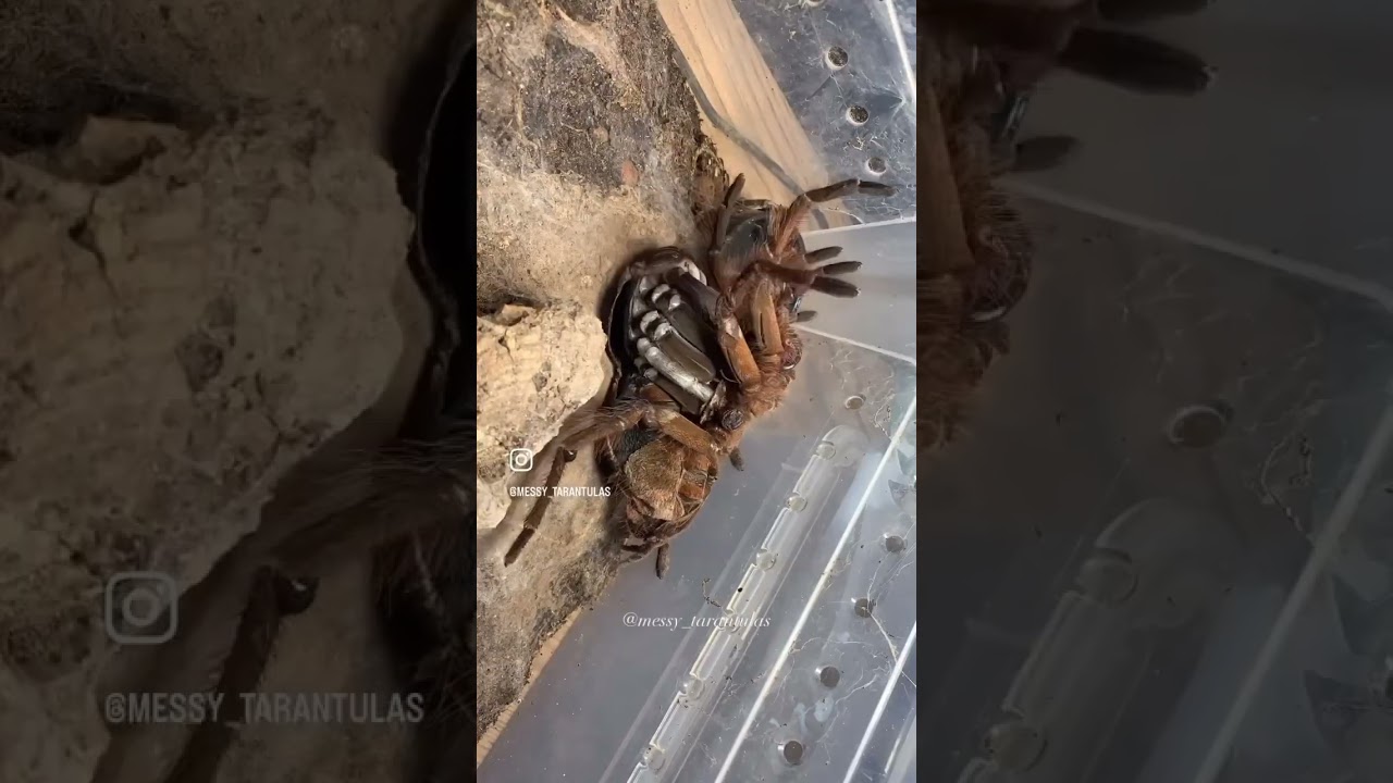 Паук, отращивающий ногу. Голиаф-птицеед, крупнейший в мире вид пауков.