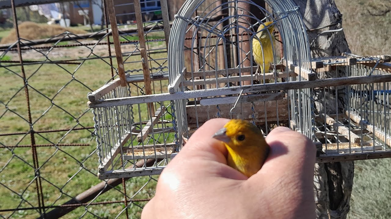 Jilguero amarillo macho