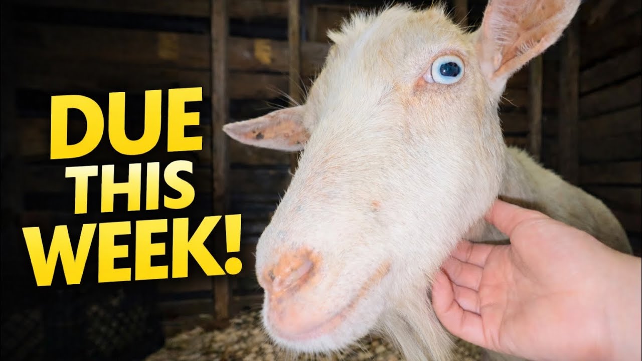 Two Goats Due THIS Week! | Checking Mommas & Babies + Milk Test Results