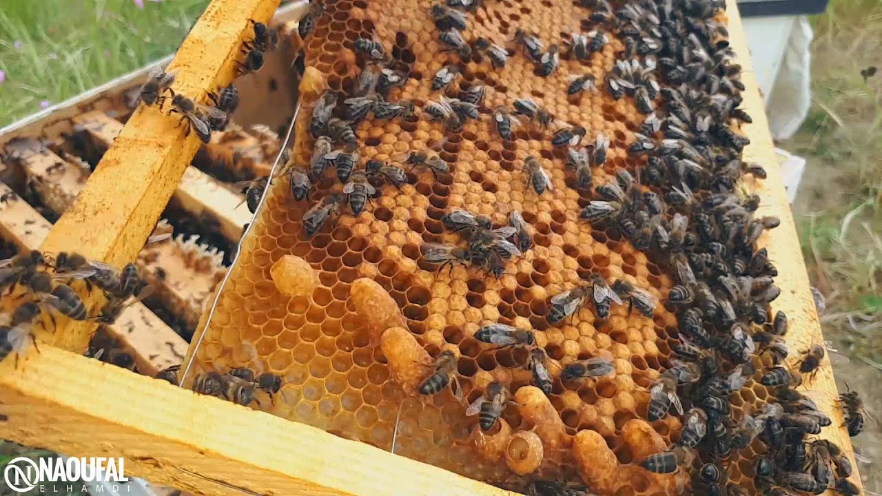 فحص خلايا النحل بعد تقسيمها و ضرورة إزالة هذا النوع من البيوت المكية لضمان ملكات نحل ذات جودة عالية🐝