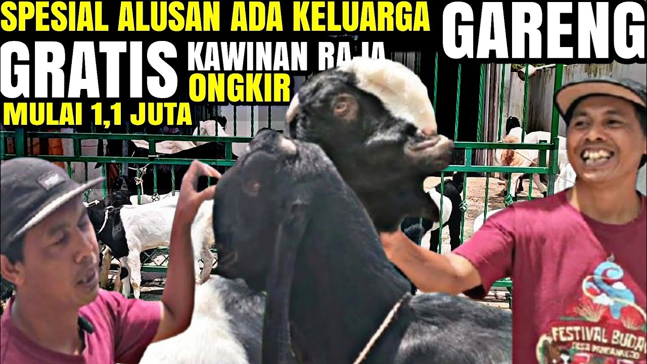 CUMA 1,1 JUTA..!!! LUWESAN KAMBING PE ADA Keluarga GARENG KANG NASIR