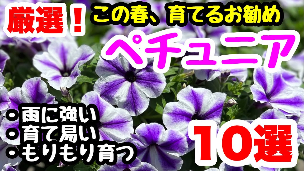 ◆10品種【厳選ペチュニア】この春はコレだ！育て易い・雨に強いペチュニア
