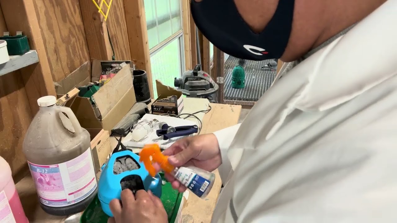 Vaccinating my 2026 OLR pigeons.