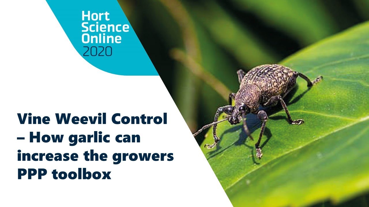 Hort Science Online 2020 | Vine weevil control - How garlic can increase the growers PPP toolbox