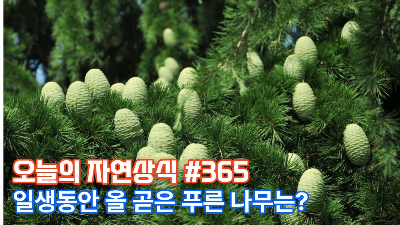 걸을수록 깊어지는 마음이 생기는 숲길의 주인공은?