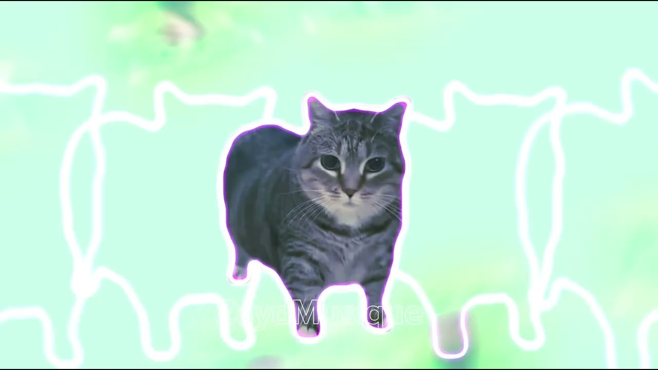 Musique de chat oiiaoiia RAP sp&eacute;cial ZaydMusique #rap #chat