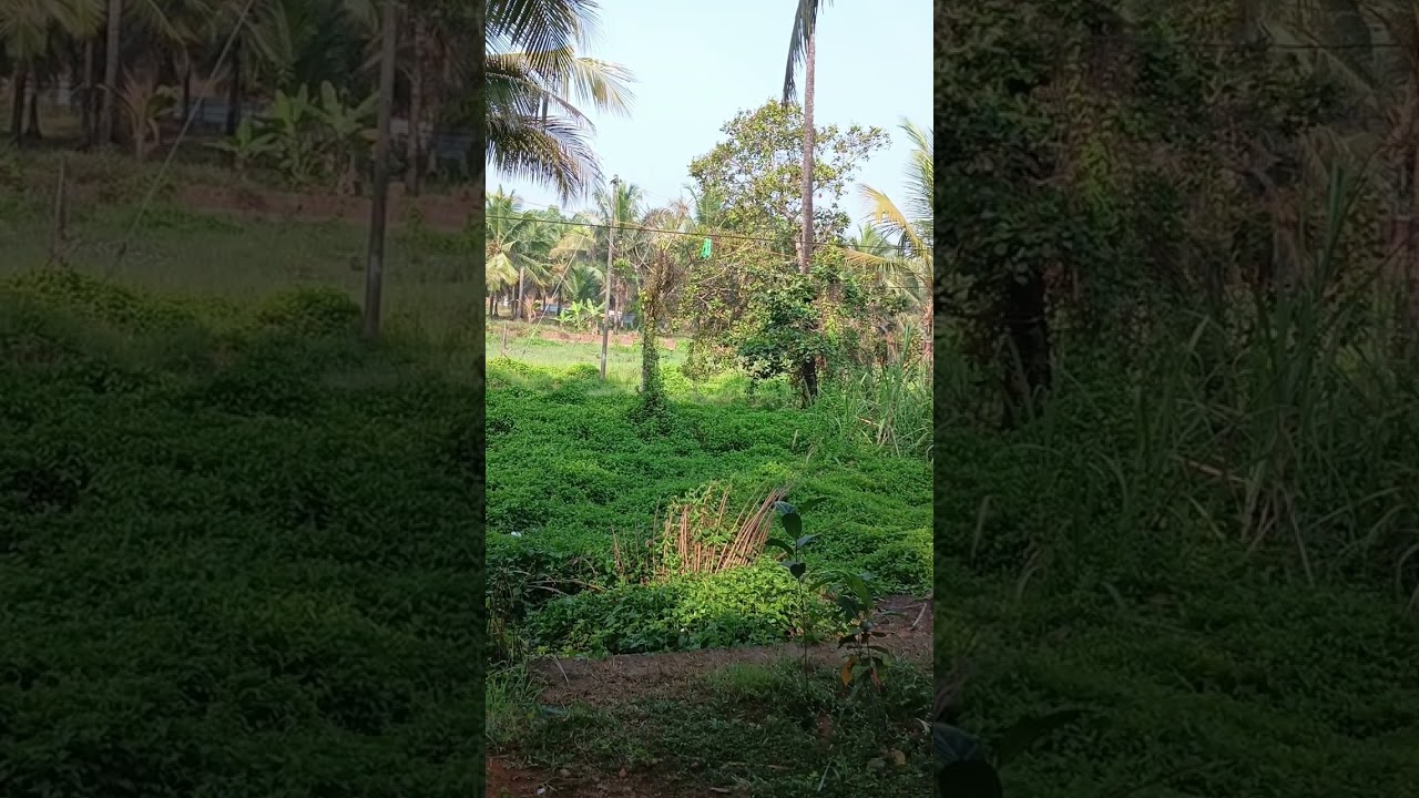 ആരും ചതിയിൽ വീഴരുത്