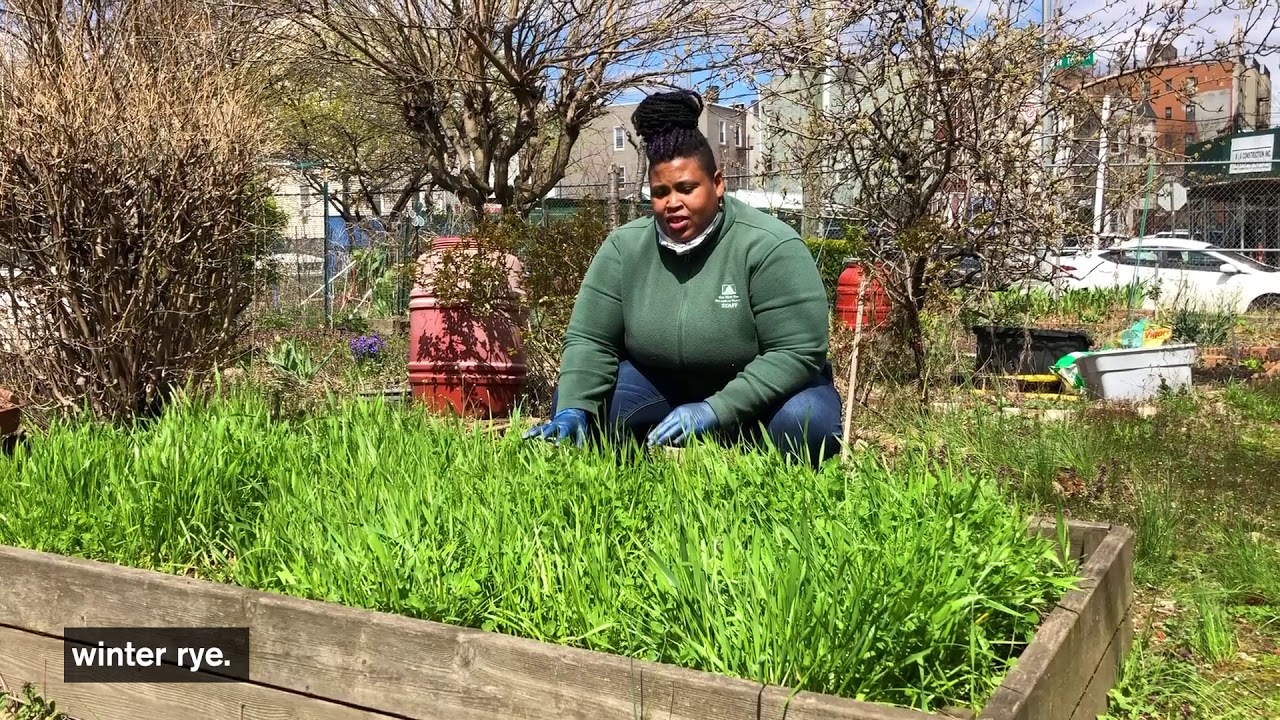 How to Turn In Your Cover Crops