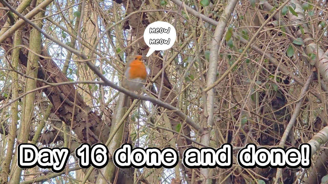 Day 16 we saw birds and horses !