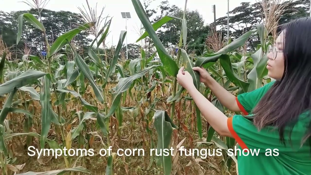 How to treat corn rust disease