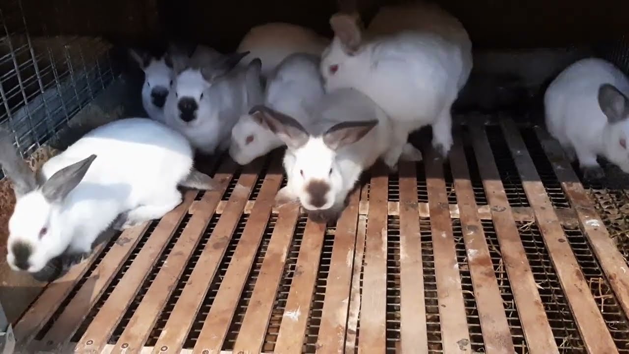 QAZAXDA DOVŞAN FERMASI ACILIB.