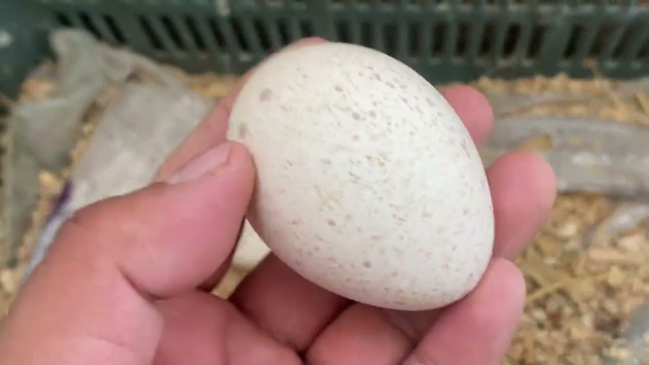 Mas huevos de guajolota 🦃🥚🥚🥚🥚🥚🥚🥚🥚🥚🥚