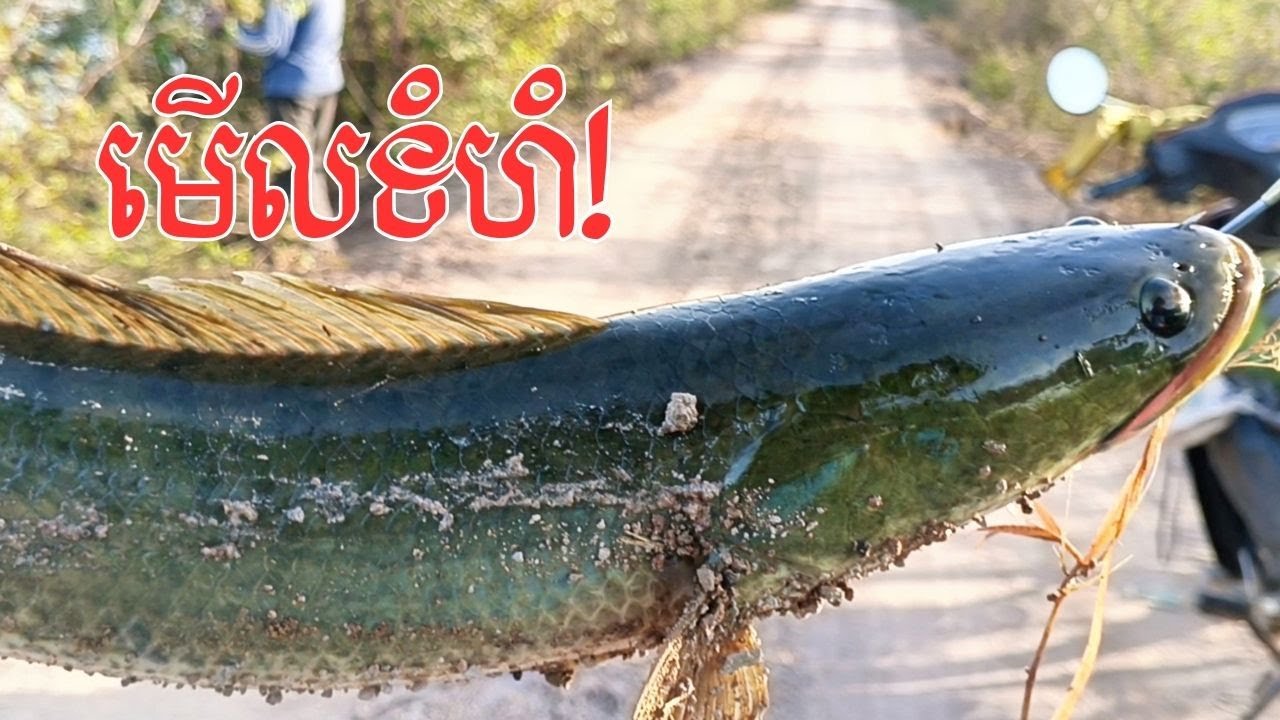 ប្លង់ថ្មី មិនធម្មតា១ក្បាលជិត១គីឡូ