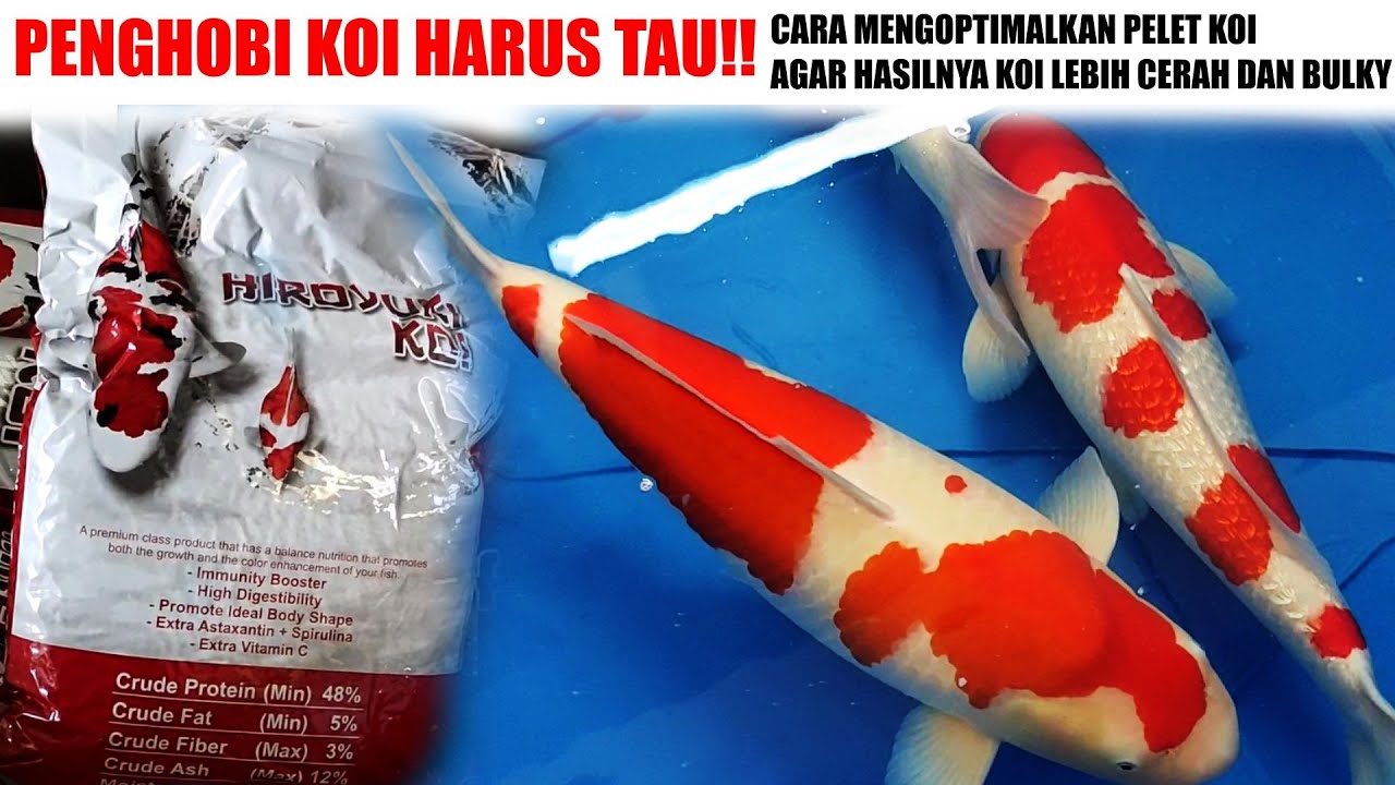 PENGHOBI KOI HARUS TAU❗ CARA PENGGUNAAN PAKAN PELET HIROYUKI AGAR LEBIH OPTIMAL❗❗