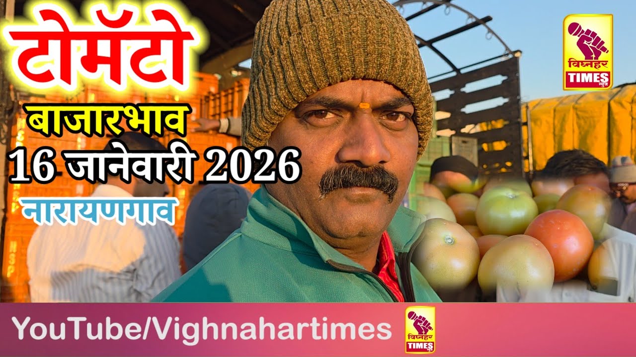 नारायणगाव टोमॅटो मार्केट l दिनांक 16 जानेवारी 2026 रोजी बाजारभाव पहा काय मिळाला?