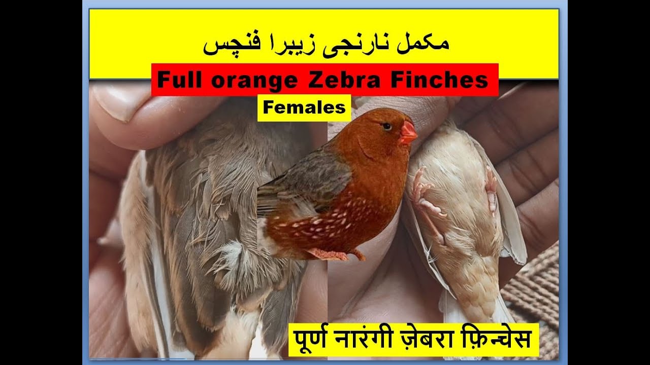 Full orange Zebra finch female types || finches || Wild life Birds || Pets | all birds | bird aviary