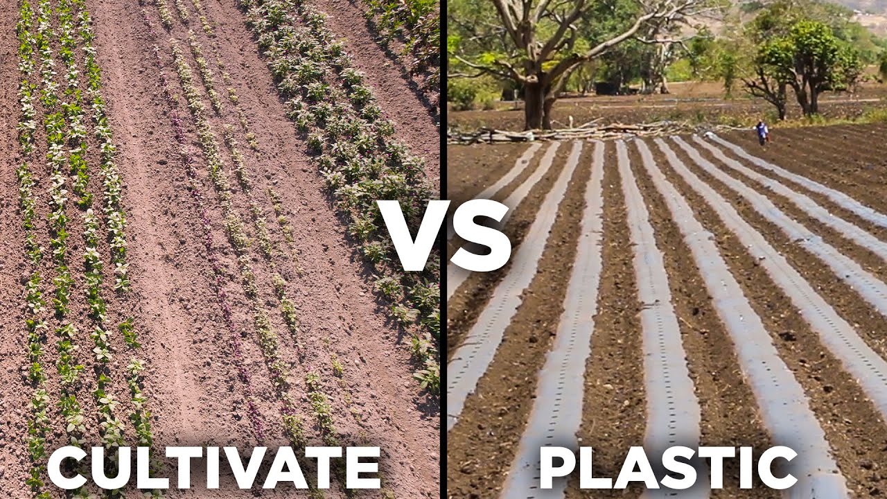 Cultivate Or Plastic: Lessons From Sunny Meadows Flower Farm