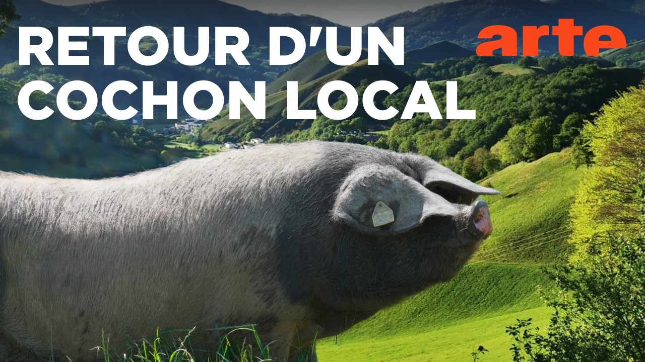 Le Kintoa, roi des cochons basques | 360° Reportage | ARTE Évasion