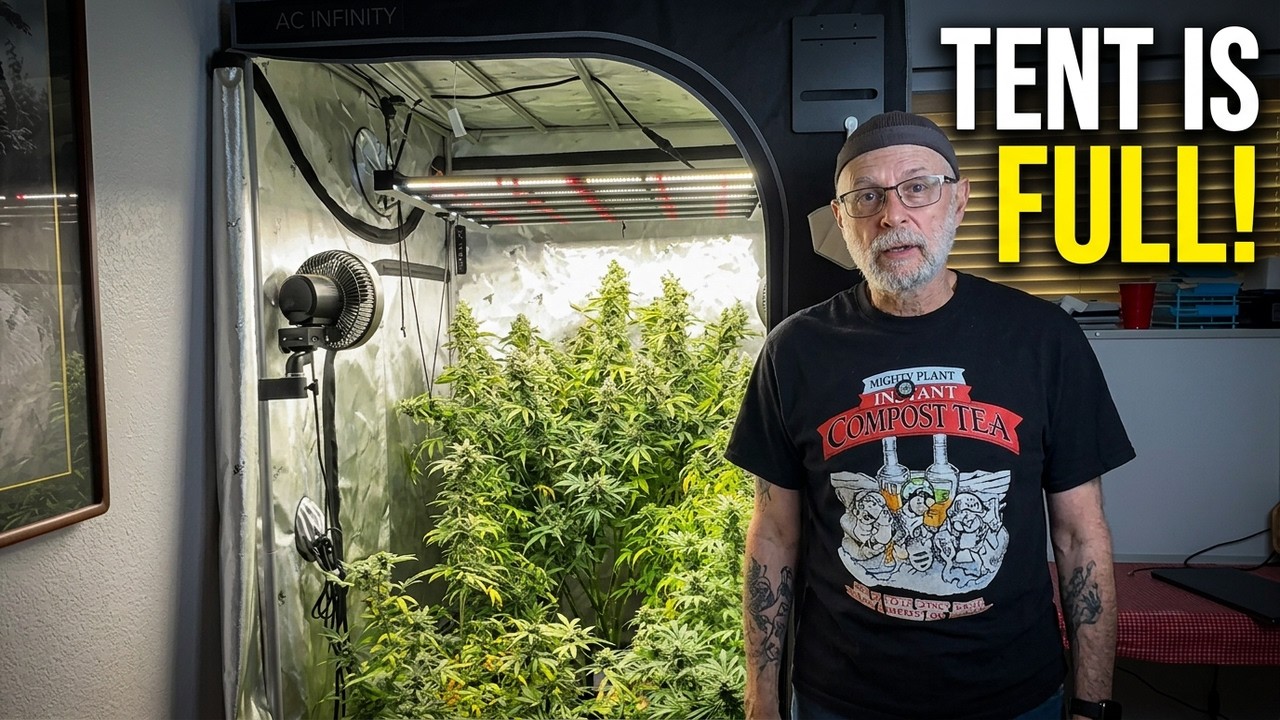 Durban Poison kontra Afghan: Dzień 115 Postępy w hodowli
