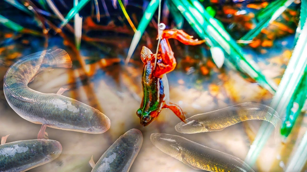 Amazing Frog fishing catch snakehead fish || Unbelievable!!catch using LIVE FROG as bait ||