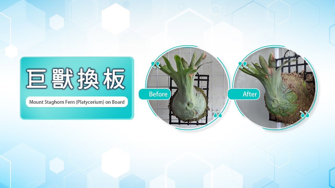 巨獸換板 #platycerium #ビカクシダ #鹿角蕨