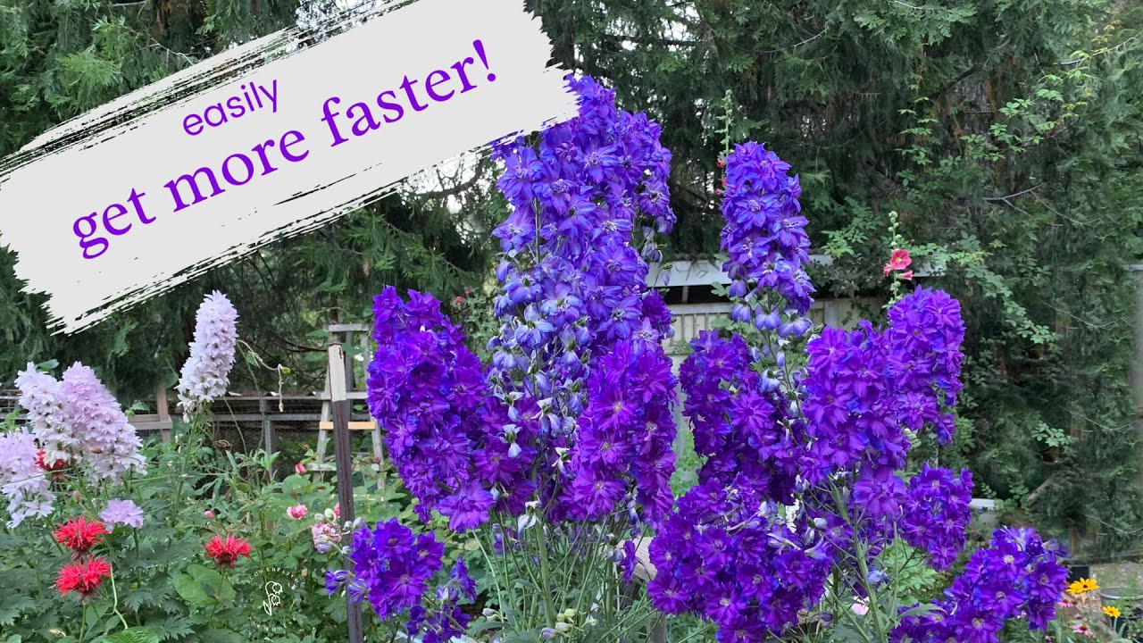 Delphinium Propagation Made Easy: Get Blooms Like a Pro!