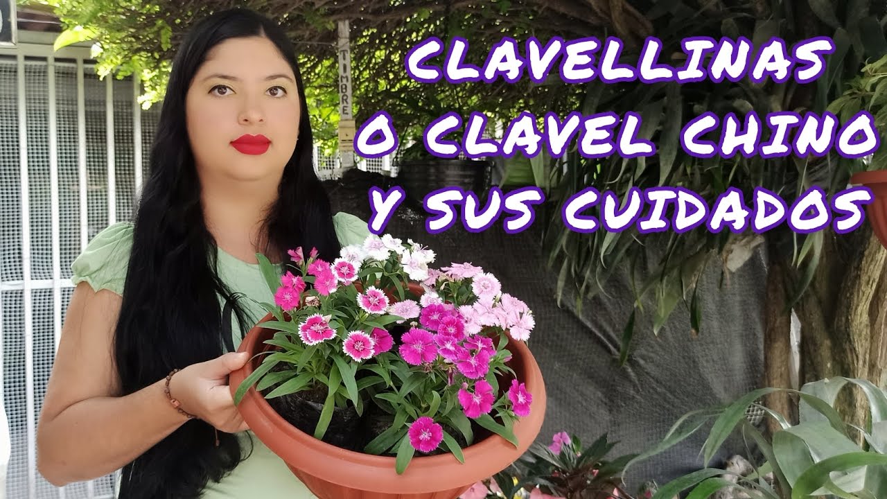 CLAVELLINAS O CLAVEL CHINO Y SUS CUIDADOS ¦LIZZ Y SU VIVERO